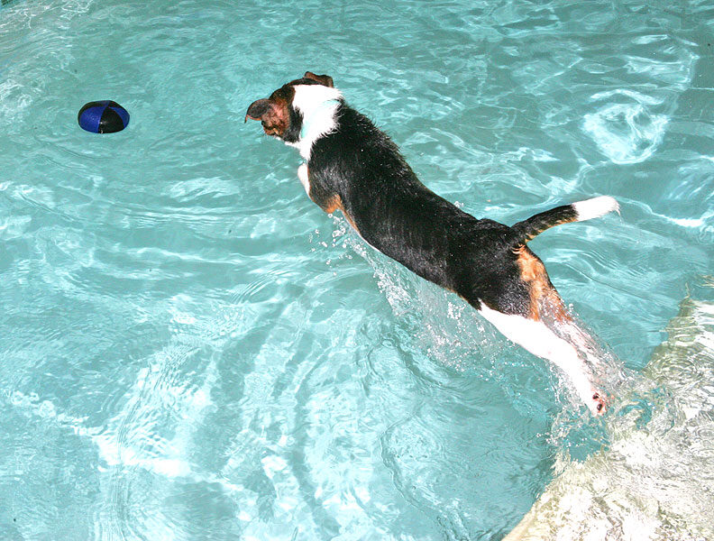 Jake Diving In