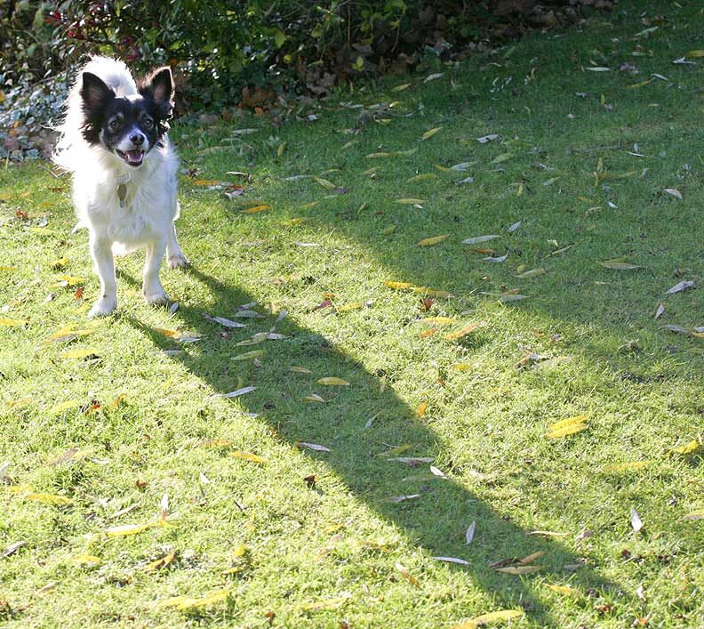Little Dog, Long Shadow