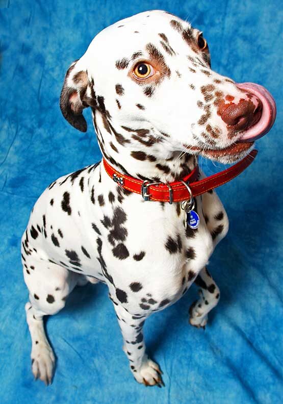 Juno Having A Lick