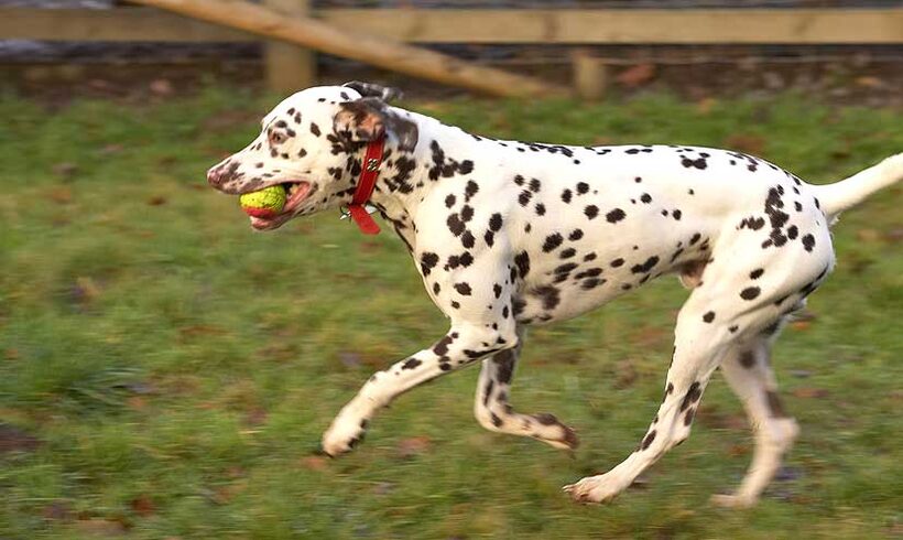 Juno Running With His Ball