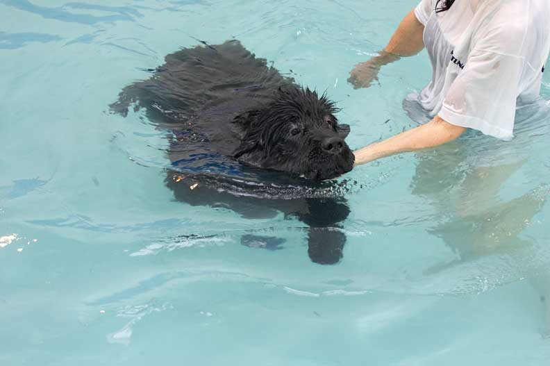 Dubawi Swimming