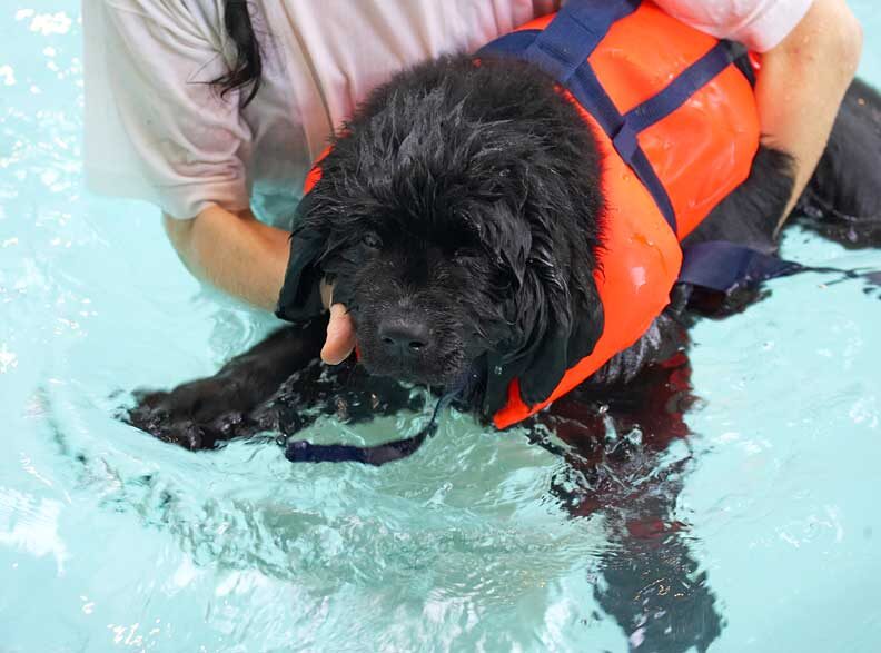 Treasure Having A Swim