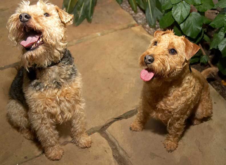 Alf and Ripley -- Looking at a Cookie