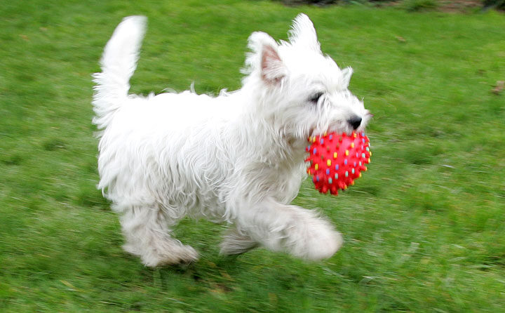 Maisy with Ball