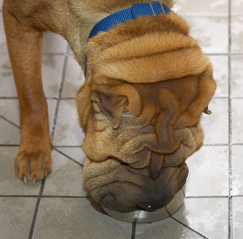 Cane Enjoying His Breakfast