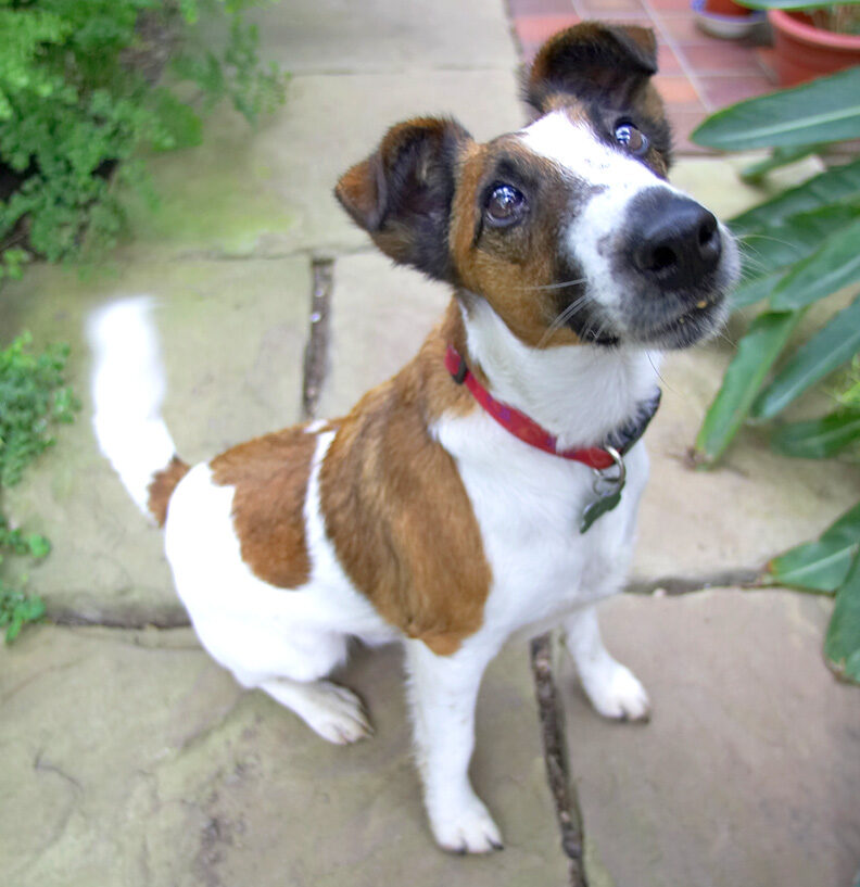 Milo the Fox Terrier