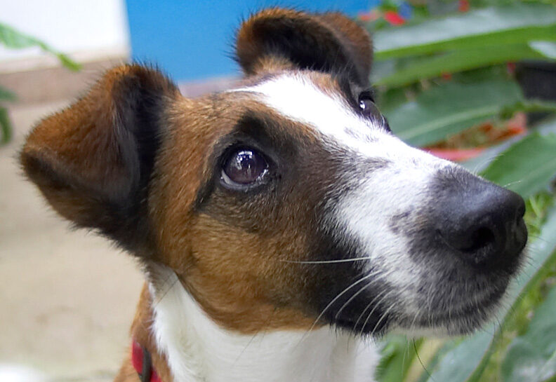 Milo the Fox Terrier