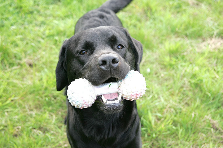 Otis with Barbell