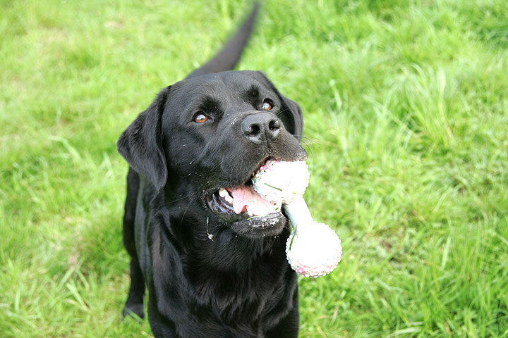 Otis with Toy
