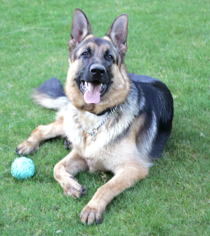 Paulo on Guard - Green Ball