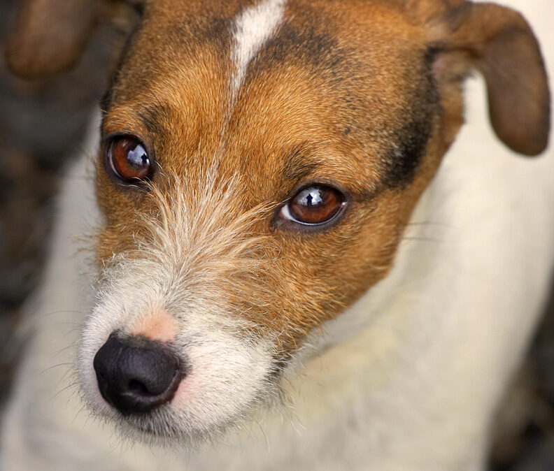 A Young Jack Russell