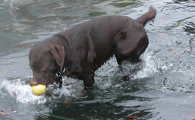 Tess and The Yellow Ball