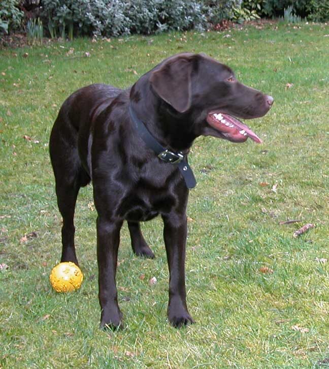 Tess Distracted from Yellow Ball