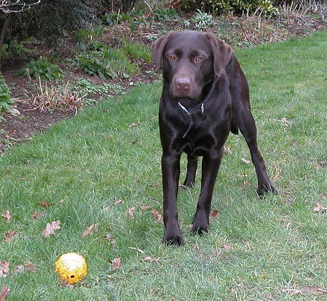 Tess With Yellow Ball