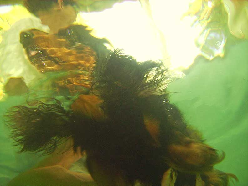 An Underwater View of Whistler