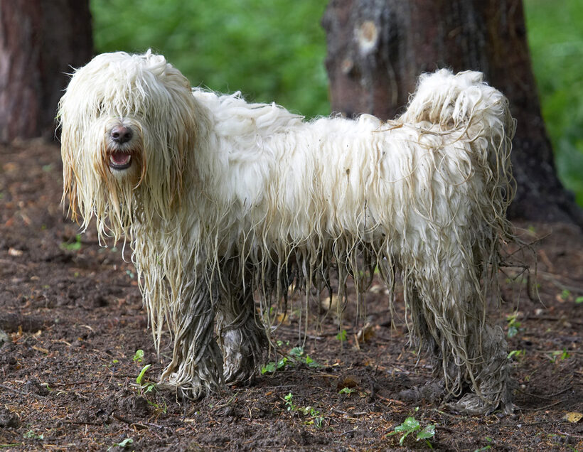 Whaddya mean "I need the beauty parlour?"