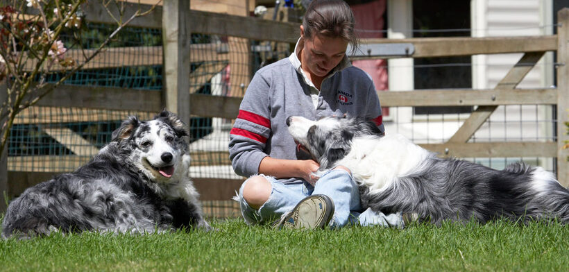 Collies, Resting, Silkie, Smile, Smiles, Smiling, Terrestrial Mammal, Terrestrial Mammals, Tongue, Animal, Animals, Best, Best friends, Border collie, Bruce, Canine, Canines, Verity, Dog, Dogs, friends, Land Mammal, Land Mammals, Play, Playing, Playtime, Rest