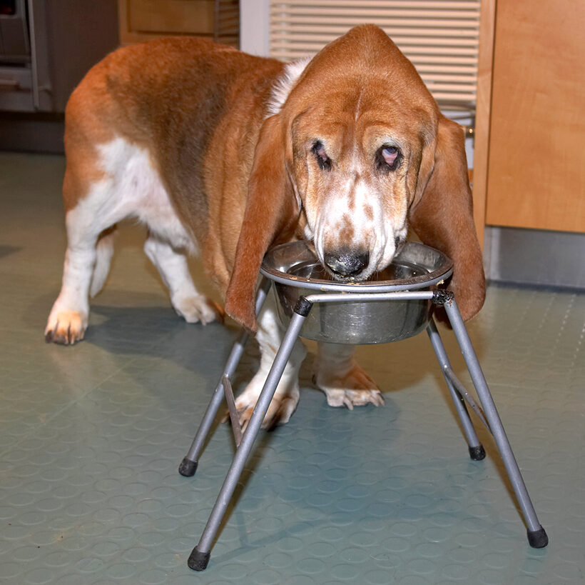 Douglas at Breakfast