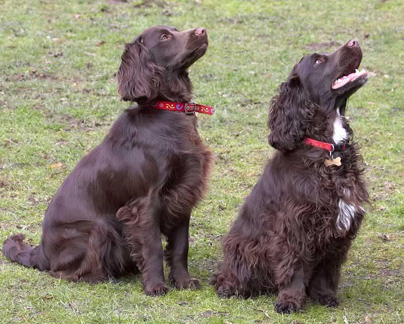 Poppy and Fizzy Waiting for a Cookie