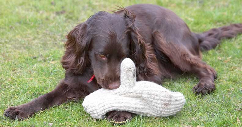 Poppy Nosing Marjorie's Thumb