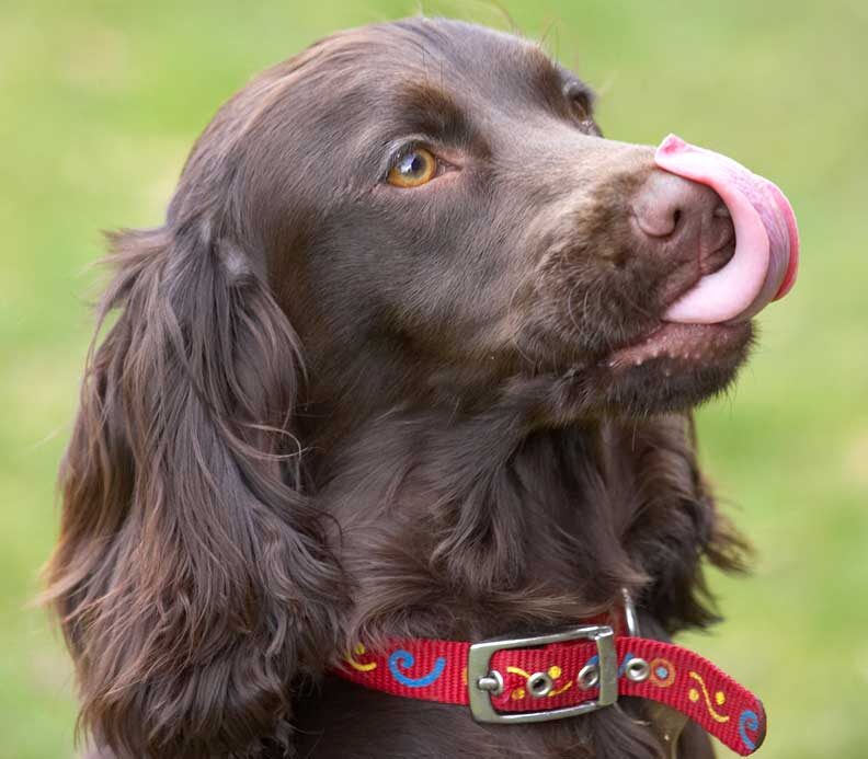 Poppy Waiting for a Cookie