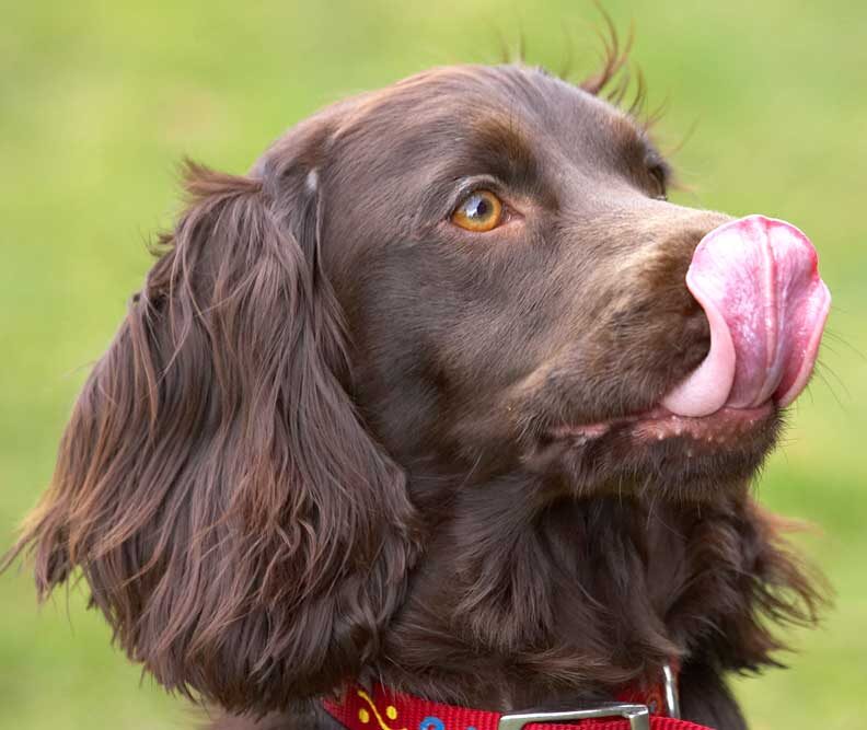 Poppy With Her Long Tongue