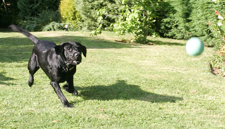 Playing Ball