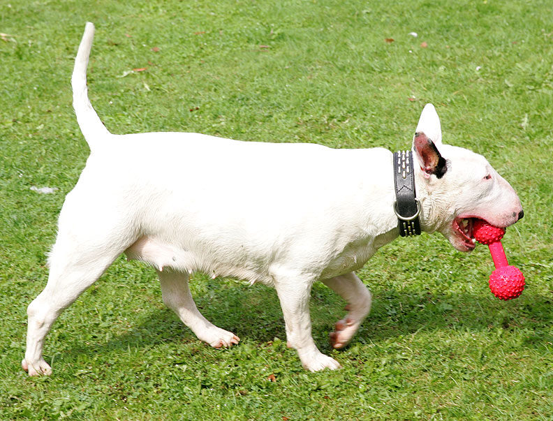 Bella and the Red Barbell Toy