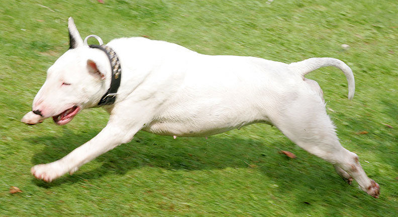 Bella Chasing The Garden Hose Water