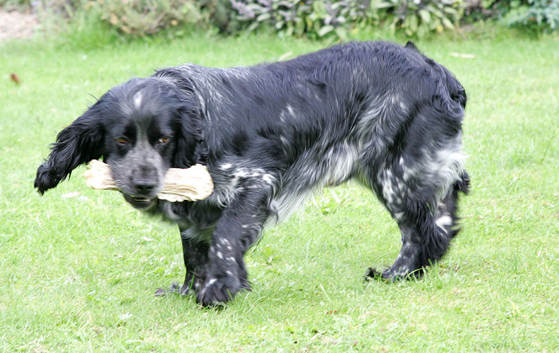 Bracken With His Rawhide Bone