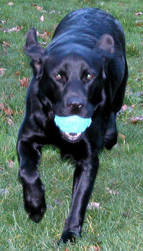 Chip Gets The Ball --- and runs....