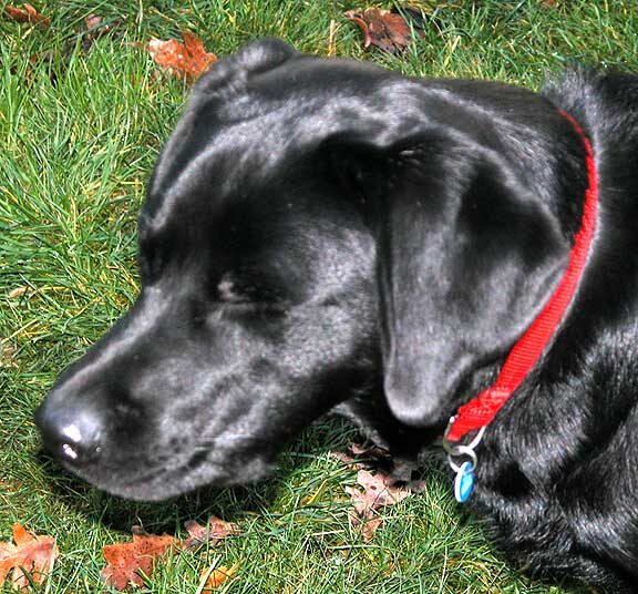 Chip With His Eyes on The Ball