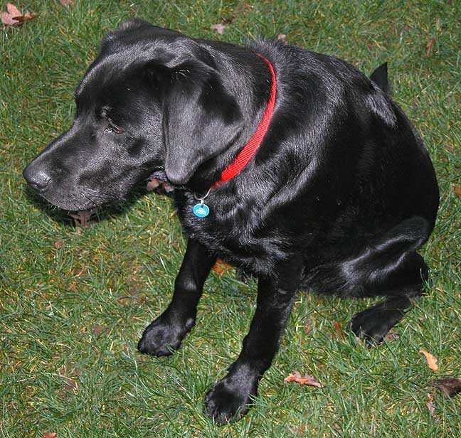 Chip Watching the Ball