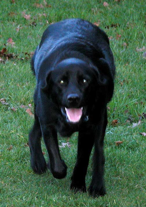 Chip Stalking the Ball -- Looks More Like A Panther