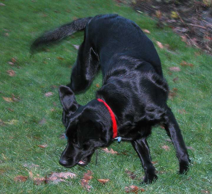 Chip Turning Quickly To Catch The Ball