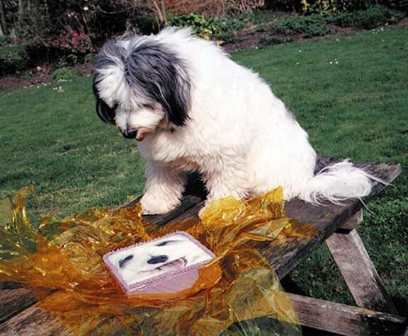 Digby and his Birthday Cake