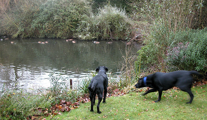 The Men Watching The Ducks