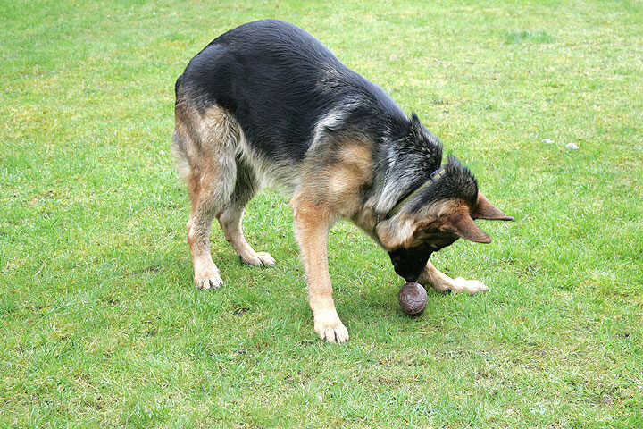 Paulo Sniffs the Easter Egg