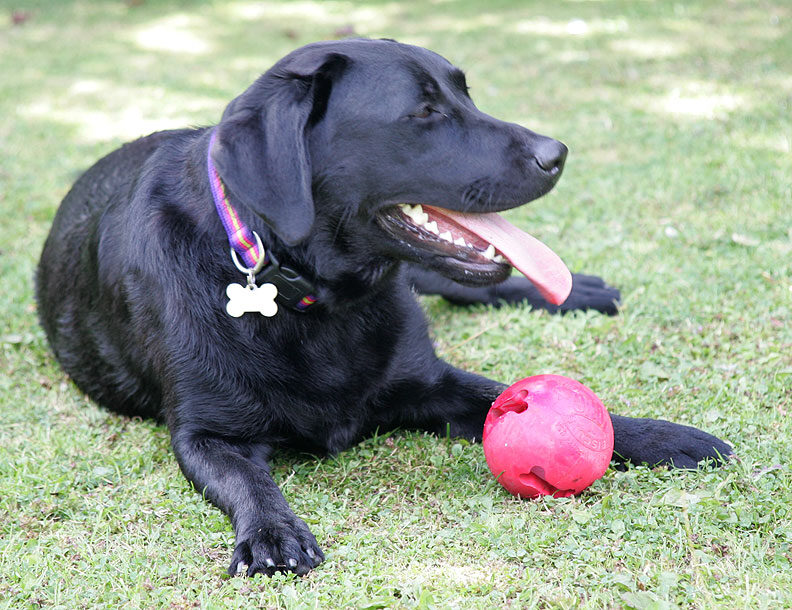 Ellie Relaxing in the Shade