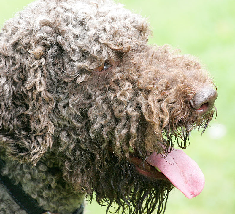 Elvis