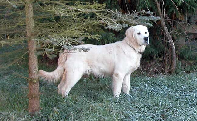 Joe on Frosty December Morning