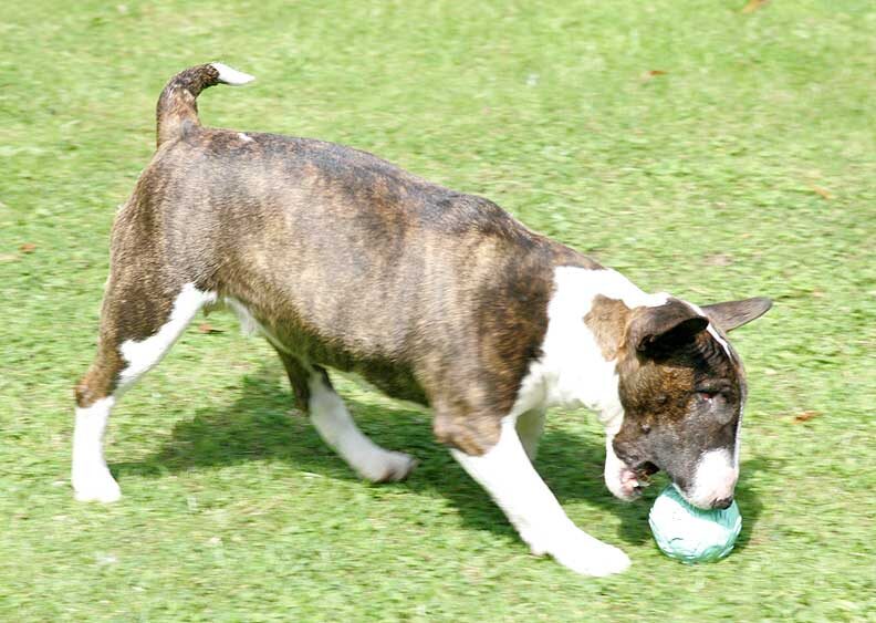 Gucci Playing Ball