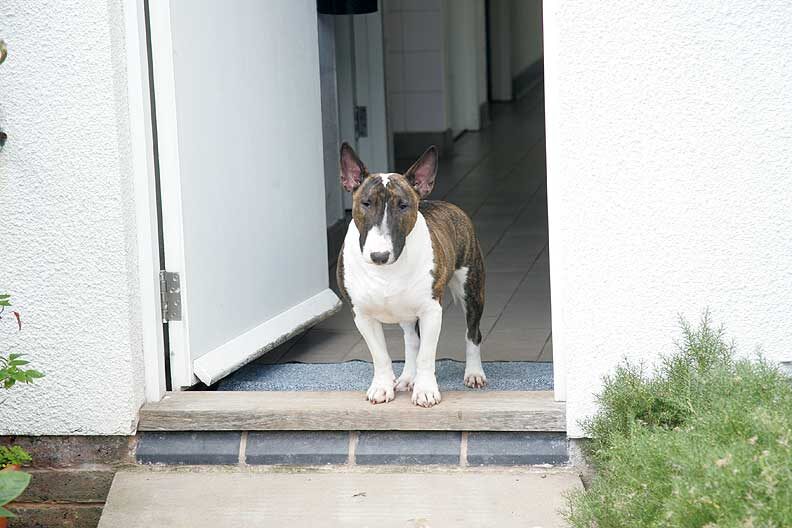 Gucci At The Door to the Dog Resort