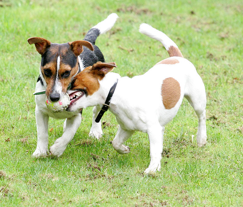 Jake and Sally Playing With One Ball