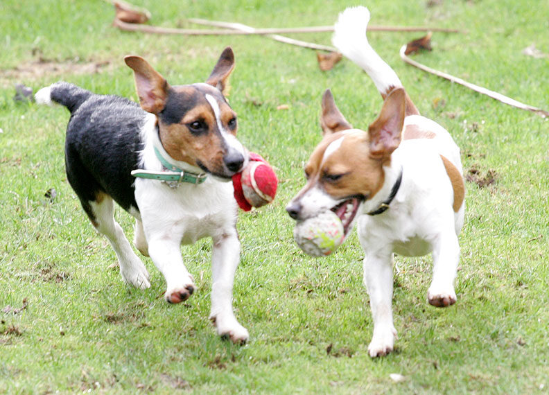 Jake and Sally Playing Fetch