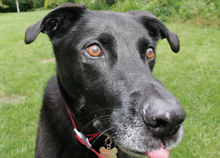 Jet - Almost Licking the Camera