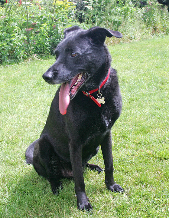Jet Sitting