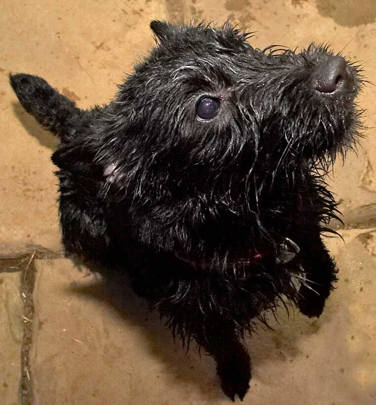 Lula After Chasing Her Ball