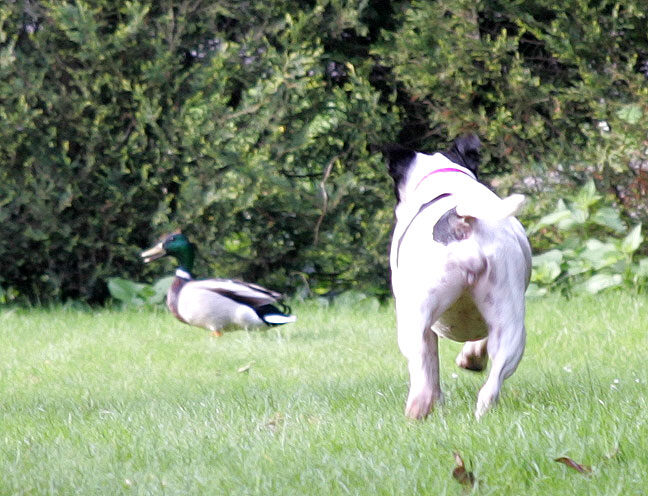 Maisie Stalking A Duck