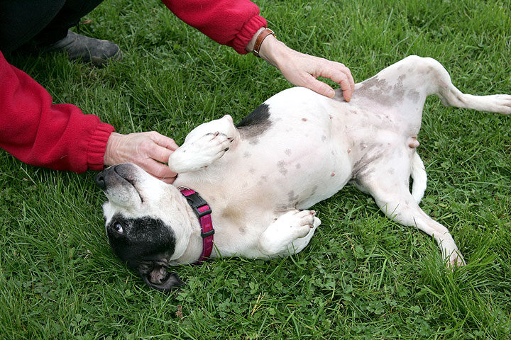 Maisie - A Hedonist